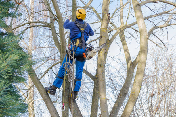 Leaf Removal in Pughtown, PA