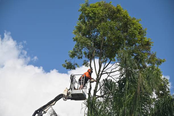 Professional Tree Services in Pughtown, PA